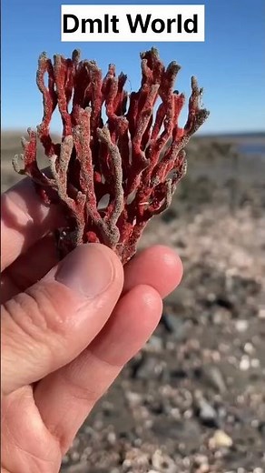 Sponge Under The Microscope 🔬 #microscopy #sponge #dmlt #labtechnicians #biology #shorts #science
