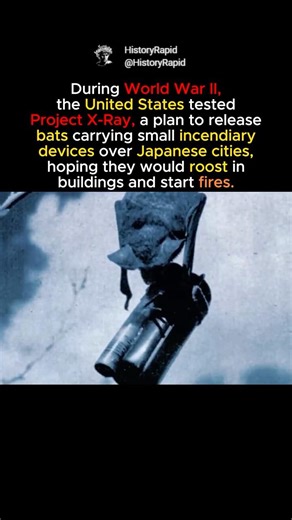US Tried Using Bats as Bombs in WWII #shorts