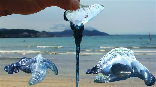 カツオノエボシを拾って食べてみた – 海の珍味に挑戦