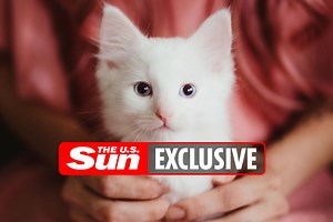 I paid $25K to clone my cat - but my new pet is completely different
