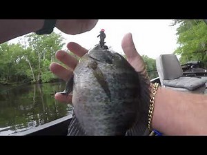 Simple Ways To Catch Big Shellcracker And Bluegill.