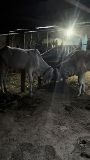 Two Cows Fighting for Dominance 🐄💥