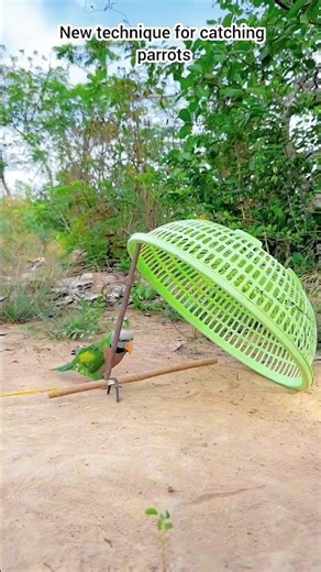 New technique for catching parrots#Parrot #BirdTrap #Wildlife #Nature #ViralVideo #Birds