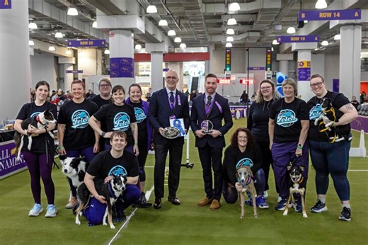 Winners Crowned at Second Annual Westminster Flyball Competition