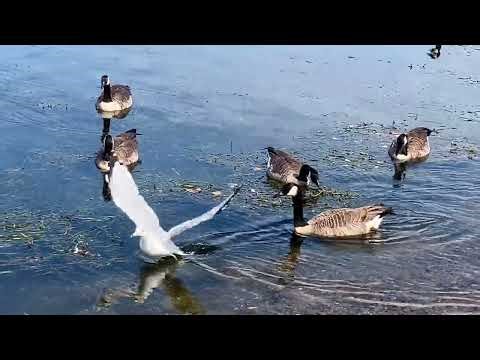 Canada Geese Swimming with Ring Billed Gull - Relaxing Nature Video in 4K with Music