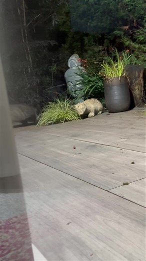 7.8K views · 2.5K reactions | Me and Coco lying on the floor watching our very own wildlife channel. Little Tippy 說❤️ | Mr Lumpy & Friends. | Facebook