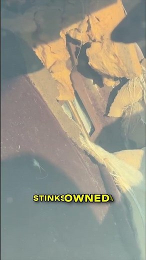 You never know what you’ll find in an old junkyard car 🐻