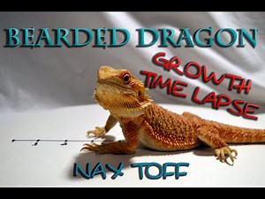 Nax The Bearded Dragon Growth - Over One year Time Lapse
