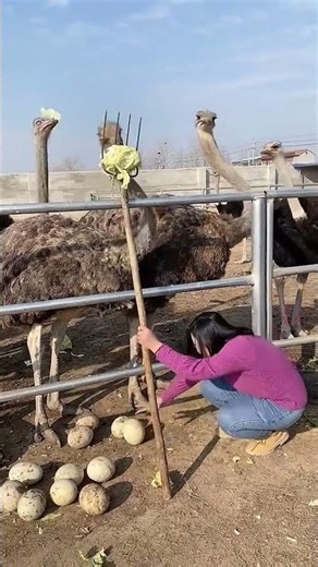 Woman Feeds Ostriches#ostrich #feedinganimals #farmlife #animalcare
