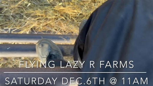 Bred Cow & Heifer Sale•440 Breds expected Saturday Dec.6 @ 11am. TURN SOUND ON!! Flying Lazy R Farms, the Fisk family will have 108 Black & Red based Heifers on offer. *********Video 2 of 5******** ••These heifers have been exposed to Black Angus Bulls from Diamond C. ••Bulls were turned out on July 6th and will start to calve In the first week in April. ••Bulls were out for a 70 day breeding period. ••Full Phizer Gold Vaccination program and Ivomec ••Approx 80% will be Black with the remainder 