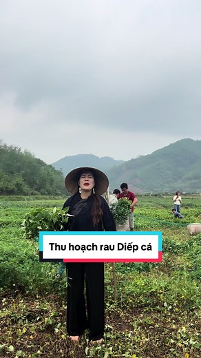 Quê mình trồng nhiều rau Diếp cá lắm ! #Trà_Diếp_cá #12langson #xu_hướng #Ocop #lua_vy