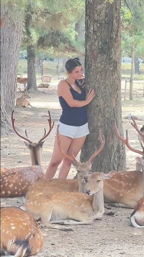 🦌 奈良公園で見る鹿たちの素晴らしい光景 😍 #trending