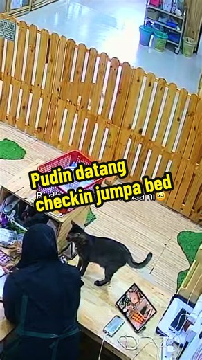 Pudin datang checkin: Pudin kucing datang check-in lagi selepas 3 hari