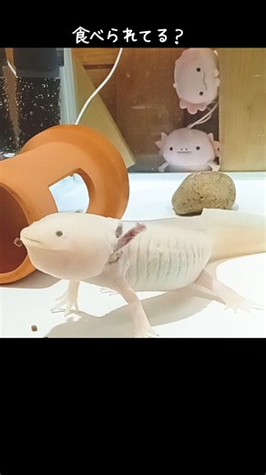 【うぱさん】スローで見るとなにか事件が起こっている？？？#ウーパールーパー #かわいい #axolotl