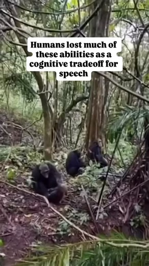 16K views · 253 reactions | Chimpanzee habituation Experience in...