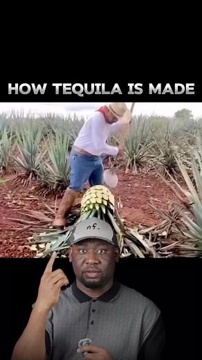 20 shares | The complete process of making tequila. #tequilatequila #tequilatime #tequestaflorida #tequilatuesday #tequila | Imfhope | Facebook