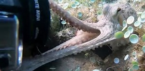 Octopus filmed while trying to steal camera from diver
