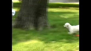 PawZ Rubber Dog Boots for Large Dogs 12pk, Large Purple Dog Booties