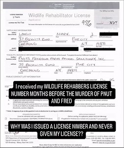 47K views · 249 reactions | The DEC is claiming my paperwork was INVALID. Now what govt agencies are giving the license numbers out with invalid paperwork? If my paperwork was invalid, how come they didn’t send it back to me? Why was I issued a license number? If my paperwork was wrong? Can someone explain this to me? #fyp #viral #instagram #instadaily #fypp #follow #video #instagood #love #fpy | A Squirrel Named Peanut | Facebook