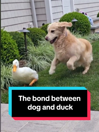 Barley, the golden retriever, lost her spunk once she started taking medication. But when Justin and Tori Cannarelli, of New York, brought Louie, a duckling, home for a short visit, the bird and the dog immediately bonded – and Barley was once again good as gold. Steve Hartman reports on a healing friendship that transcends species. #Goodnews #GoldenRetriever #Duck #Friendship #Bond