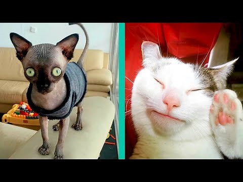 BEST CAT MEMES COMPILATION OF 2020 PART 25 (FUNNY CATS)