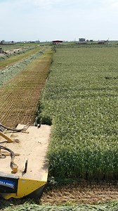 Full heads. Big leaf. Unmatched toughness. APB 308 is the triticale that proves itself to as the contender. Try this on your fields today! #lockwoodseed #seedandgrain #triticale #forage #silage | Lockwood Seed and Grain