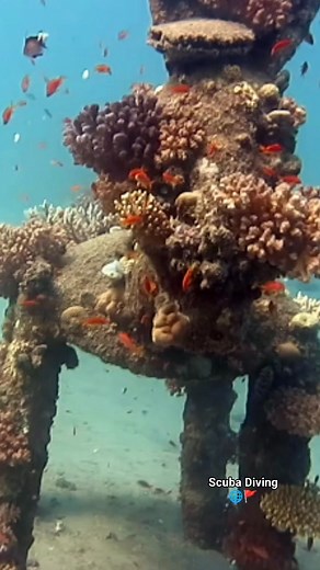 Enjoying fun dives around the unique underwater sculpture site in Dahab! Surrounded by vibrant marine life and stunning views — it’s a must-see dive spot! 🐠🌊 Join our daily diving trips and explore the magic beneath the surface. #Sculpture #Dahab #RedSea #FunDive #ScubaDiving #MarineArt #DiveTrip | Scuba Diving