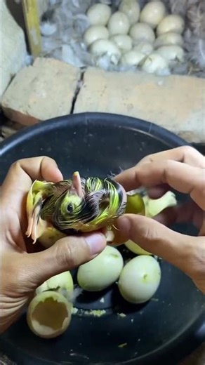 IT BREAKS THE SHELL… AND LIFE BEGINS 🐣 | Canary Chick Hatching