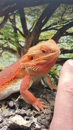 #live #reptiles #reddragon #beardeddragon #animal #lizard #animals #shorts # dragon