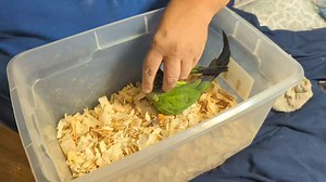 1.3K views · 18 reactions | I still have one beautiful Nanday Conure available for reservation. He's not yet fully weaned but I will take a deposit now. These are MUCH larger than green cheeks. They are bigger than Ringnecks, Quakers, and Sun Conures ... with a voice and personality to match. Located in Pell City Alabama. Message me. | Daybird Aviaries | Facebook