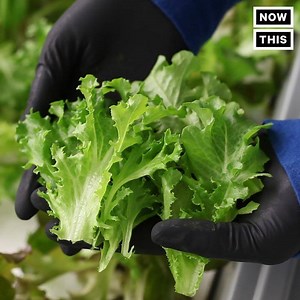 37M views · 8.7K reactions | The future of farming might be inside a warehouse outside New York City | NowThis | Facebook