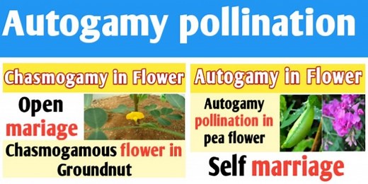 Autogamy pollination definition and example with diagram - Biologysir