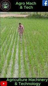 manual weeder/আগাছা নিড়ানি যন্ত্র/rice weeder/paddy weeder#shorts