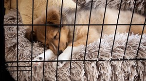 What’s the Right Crate Size for My Dog? How To Pick