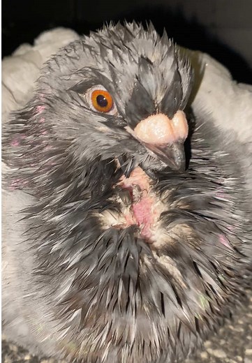 #petbirds #pigeontok #pigeons #petpigeon #fyp