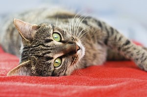 What Causes Cats To Make A Clicking Noise? - Cuteness