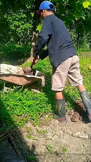 Compost as Basic Fertilizer for Land Preparation ‼️