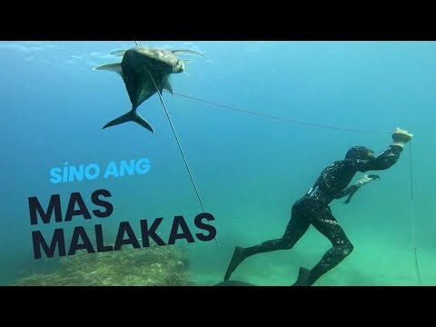 BALIK ISLA🙌 | THE GT MASTER AGAIN💪#spearfishingphilippines #fishing #viral #viralvideos #food #fish
