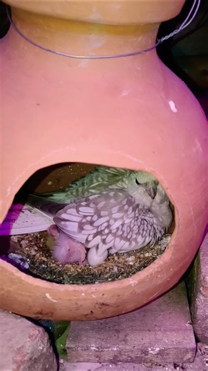 এই থামো এই থামো থামো এই দেখো আমার ডিম থেকে বাচ্চা বের হচ্ছে #ভাইরাল