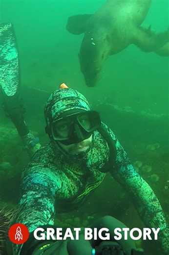 Sea lions as companions, wild encounters