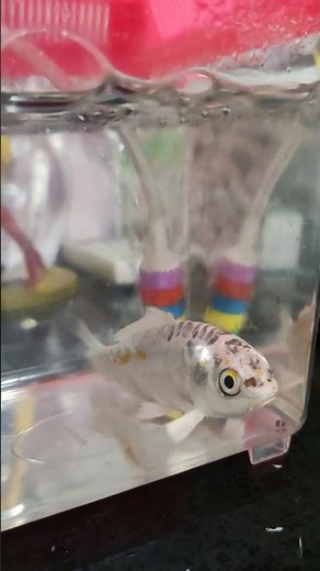 Swim Bladder Issues in Koi Fish #koi #fish #aquariumfish