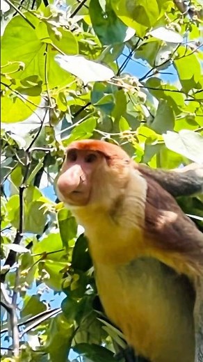 Bako National Park-A Paradise for Wildlife Adventure