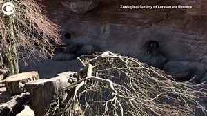 2.4K views · 37 reactions | MEERKAT EGG HUNT: Meerkats at the London Zoo enjoyed an Easter egg hunt this week. According to the zoo, the eggs were decorated with animal-friendly paint and there were plenty for everyone, but some of the animals got a little protective of their stashes! | WCTV.tv | Facebook