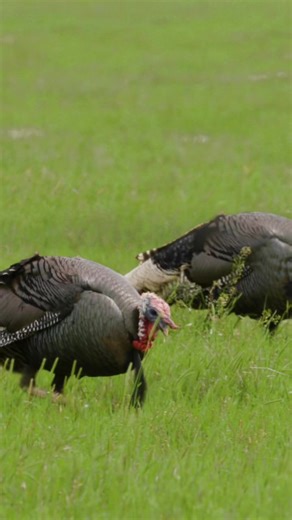 Cruising #turkeys #turkeyhunting #outdoors #rios #longbeard #birds #wildlifephotoghraphy #outdoorphotography #photography #wallmedia