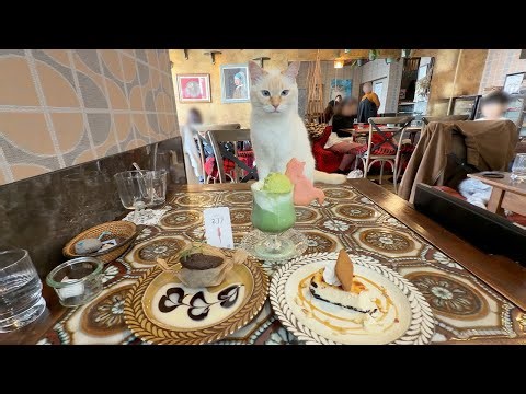 Japan’s Cat Café “Nekobu” | Enjoy Desserts Surrounded by Cats!🐈🧁