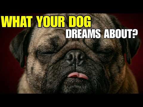 Scientists Discovered What Dogs Dream About — The Answer Will Break Your Heart