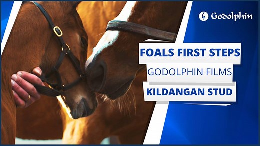 330K views · 1K reactions | Every year around 150 thoroughbred foals are born at Kildangan Stud in Ireland. Watch the first steps of a newborn who could become one of the stars of the future  | Godolphin | Facebook