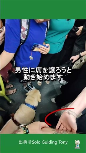 Guide dogs riding crowded trains #shorts #respect #kindness #dog #dog #kindness