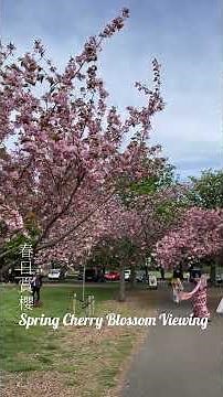 Spring Cherry Blossom Viewing