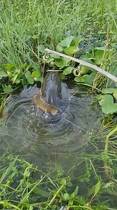 From Creek to River: Best Live Bait for Catfish Anywhere in America | Catch Fish With ET